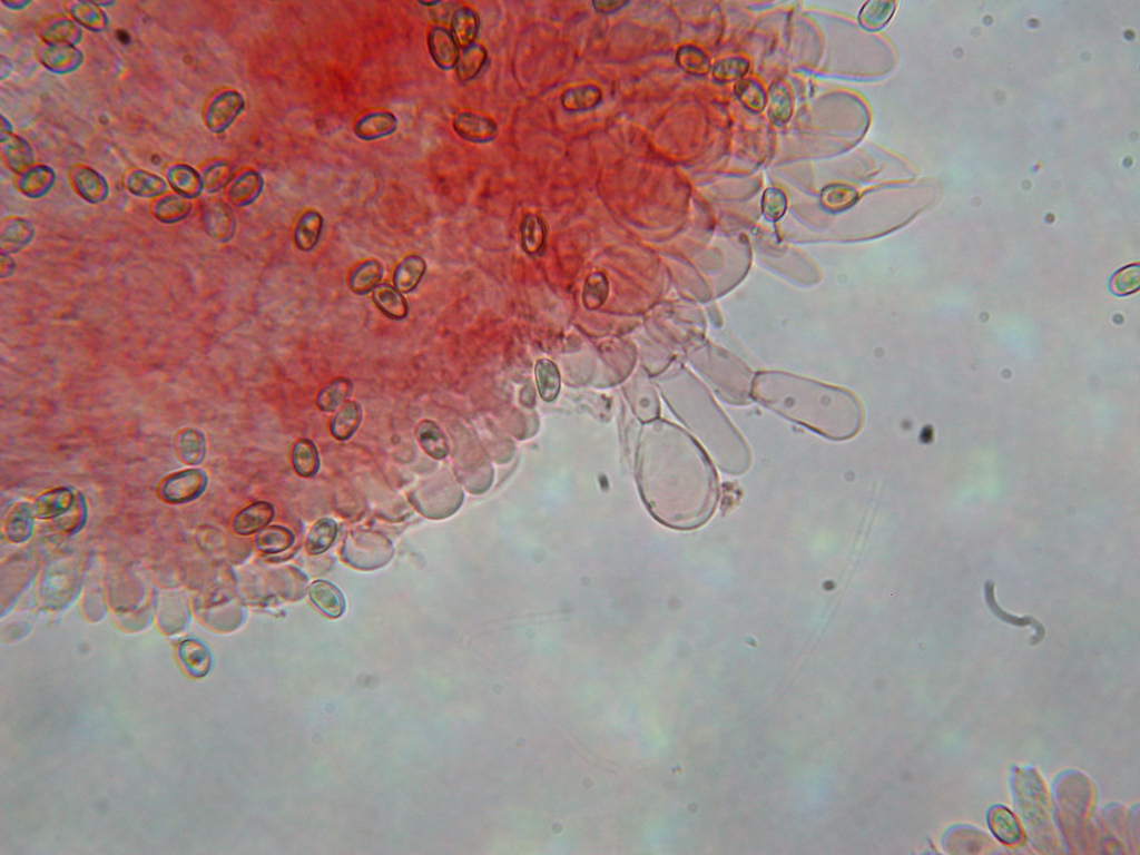 Sotto Alnus glutinosa...(cfr. Inocybe squarrosa)